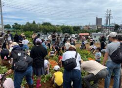 【民家園】麦秋祭(春の収穫祭)が開催されます!【予告】